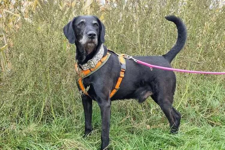 Sam, male senior Mixed Breed for adoption at Tierheim Dechanthof, Mistelbach
