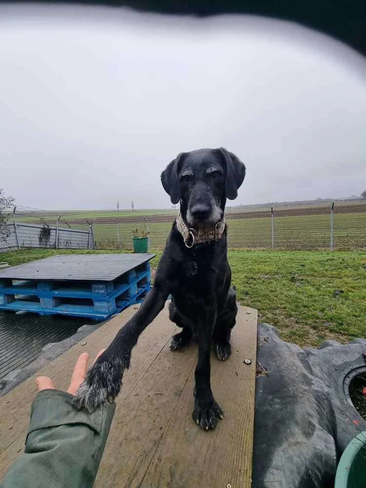 Sam, male Mixed Breed for adoption at Tierheim Dechanthof, Dechanthof — photo 2 of 4