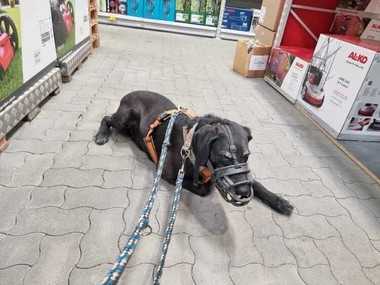 Sam, male Mixed Breed for adoption at Tierheim Dechanthof, Dechanthof — photo 3 of 4