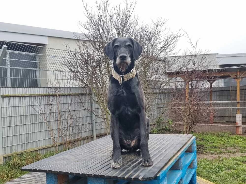 Sam, male Mixed Breed for adoption at Tierheim Dechanthof, Dechanthof — photo 4 of 4