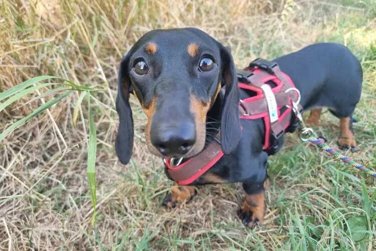 SaRI, female puppy Dachshund for adoption at Tierheim Dechanthof, Mistelbach