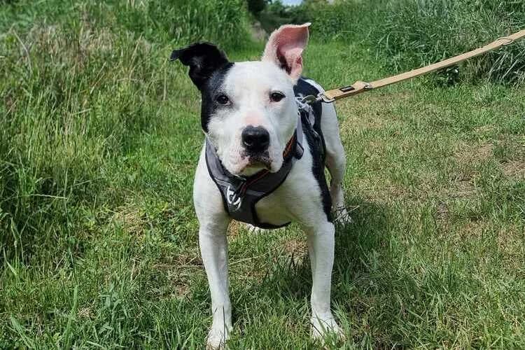 Shiwa, female senior American Staffordshire Terrier for adoption at Tierheim Dechanthof, Mistelbach
