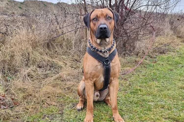 Simba, male Rhodesian Ridgeback for adoption at Tierheim Dechanthof, Dechanthof