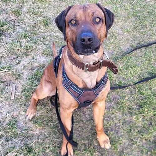 Simba, male Rhodesian Ridgeback for adoption at Tierheim Dechanthof, Dechanthof — photo 2 of 6