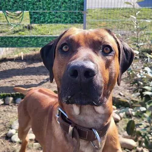 Simba, male Rhodesian Ridgeback for adoption at Tierheim Dechanthof, Dechanthof — photo 3 of 6
