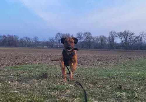 Simba, male Rhodesian Ridgeback for adoption at Tierheim Dechanthof, Dechanthof — photo 4 of 6