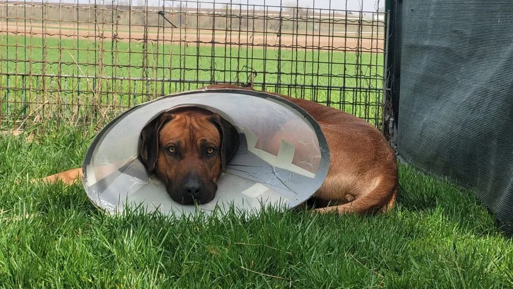 Simba, male Rhodesian Ridgeback for adoption at Tierheim Dechanthof, Dechanthof — photo 5 of 6
