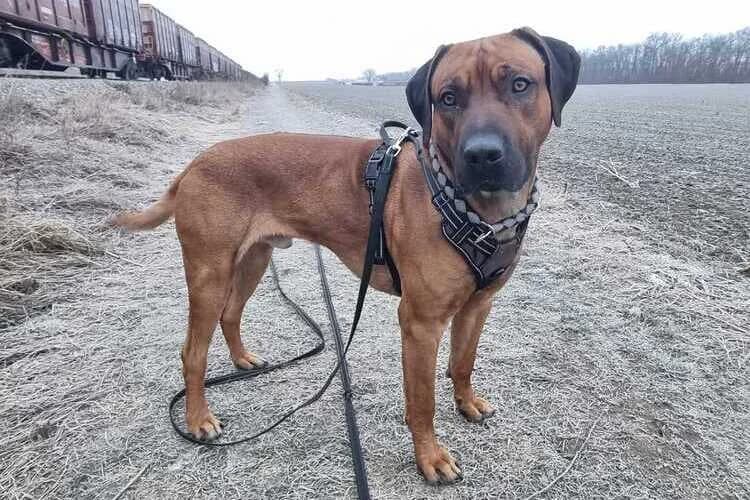 Simba, male Rhodesian Ridgeback for adoption at Tierheim Dechanthof, Dechanthof — photo 6 of 6