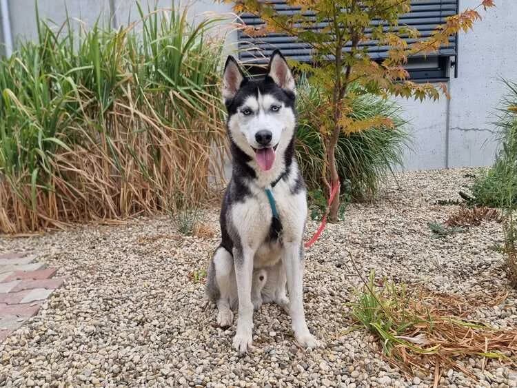 Sonic, male 5yo Husky for adoption at Tierheim Dechanthof, Mistelbach