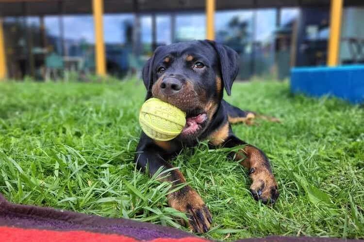 Sunny, male young Rottweiler for adoption at Tierheim Dechanthof, Mistelbach