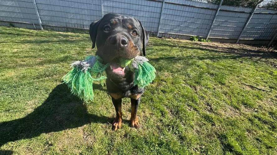 Sunny, male Rottweiler for adoption at Tierheim Dechanthof, Dechanthof — photo 2 of 7
