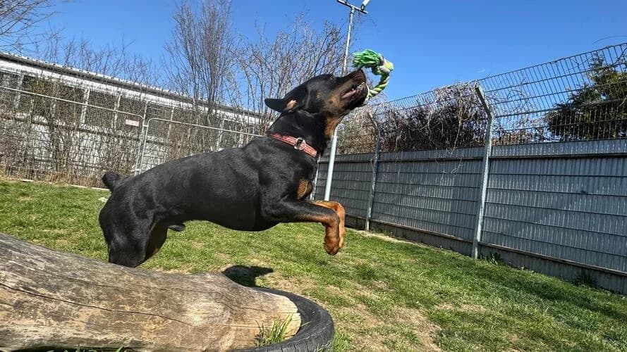 Sunny, male Rottweiler for adoption at Tierheim Dechanthof, Dechanthof — photo 3 of 7