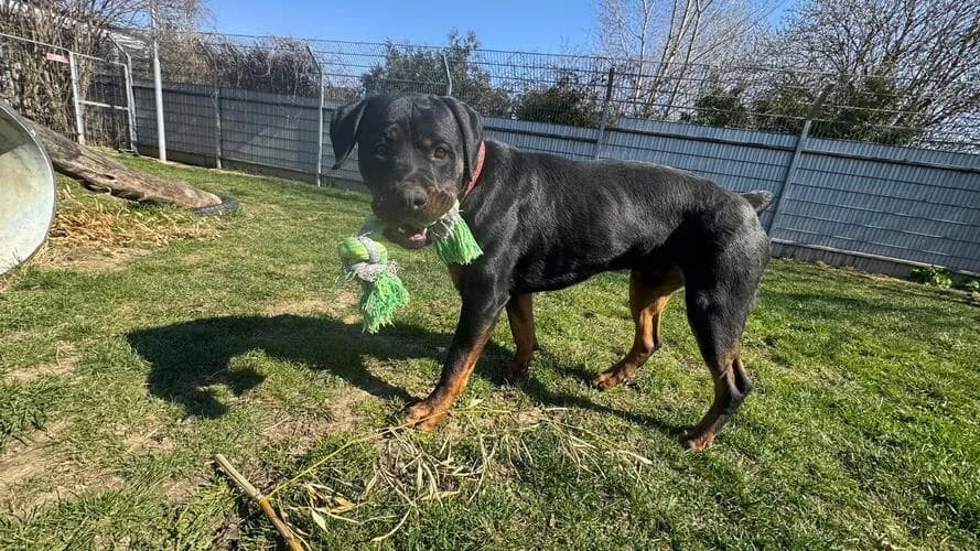 Sunny, male Rottweiler for adoption at Tierheim Dechanthof, Dechanthof — photo 4 of 7