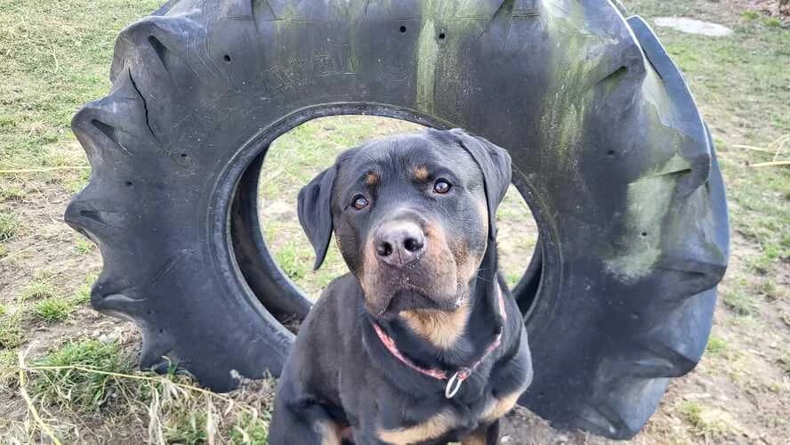 Sunny, male Rottweiler for adoption at Tierheim Dechanthof, Dechanthof — photo 5 of 7