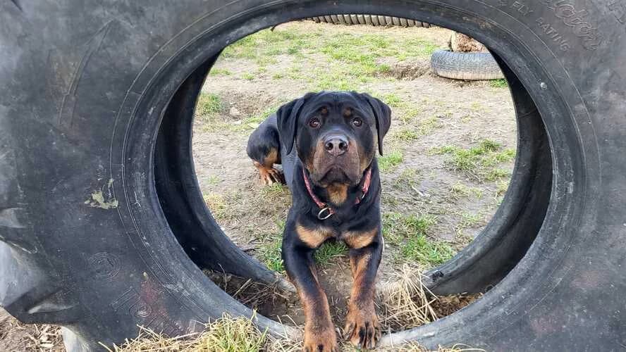 Sunny, male Rottweiler for adoption at Tierheim Dechanthof, Dechanthof — photo 6 of 7