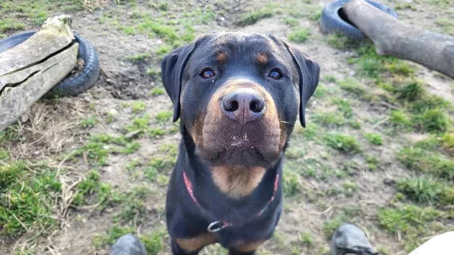 Sunny, male Rottweiler for adoption at Tierheim Dechanthof, Dechanthof — photo 7 of 7
