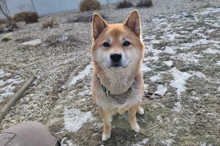 Teddy, male 7yo Shiba Inu for adoption at Tierheim Dechanthof, Mistelbach