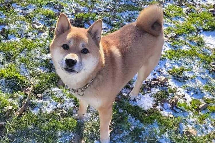 Teddy, male Shiba Inu for adoption at Tierheim Dechanthof, Dechanthof — photo 2 of 5