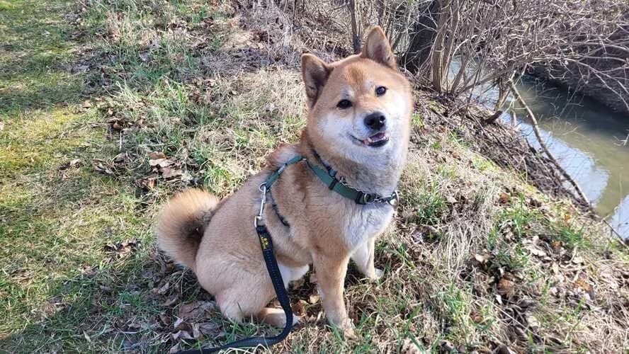 Teddy, male Shiba Inu for adoption at Tierheim Dechanthof, Dechanthof — photo 3 of 5