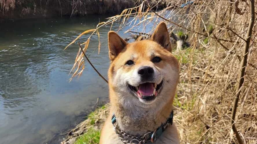 Teddy, male Shiba Inu for adoption at Tierheim Dechanthof, Dechanthof — photo 4 of 5