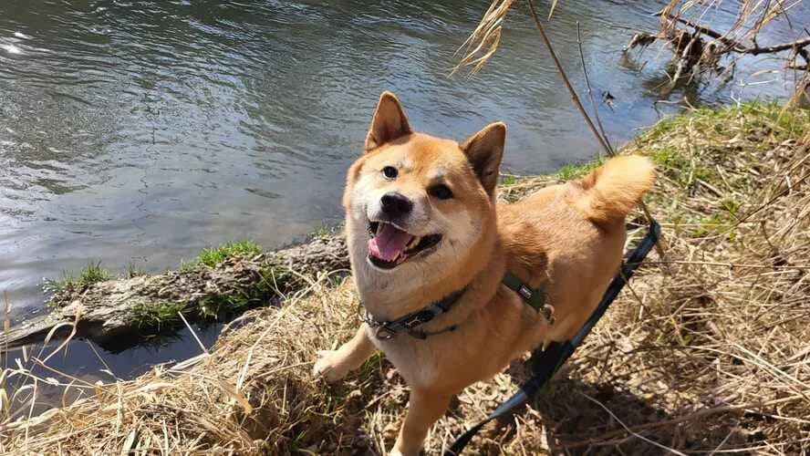 Teddy, male Shiba Inu for adoption at Tierheim Dechanthof, Dechanthof — photo 5 of 5