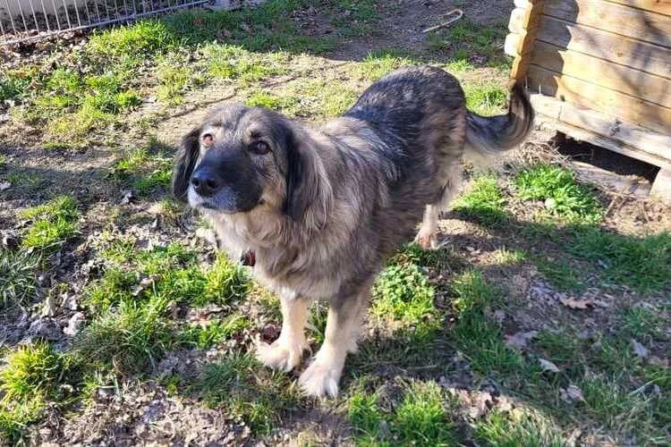 Tessa, female senior mixed breed for adoption at Tierheim Dechanthof, Mistelbach