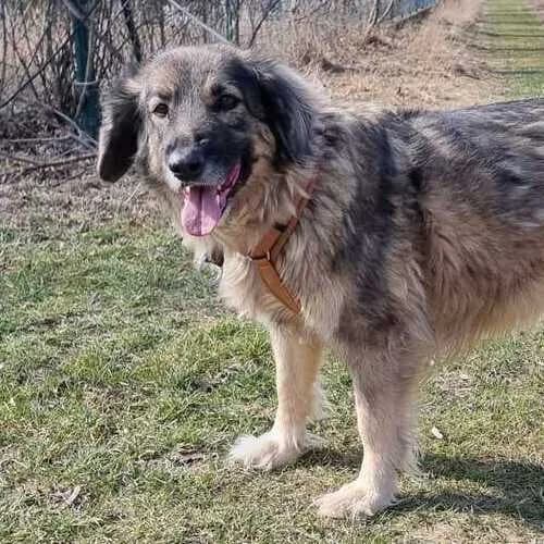 Tessa, female mixed breed for adoption at Tierheim Dechanthof, Dechanthof — photo 2 of 7