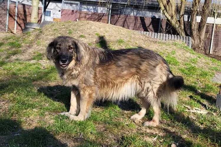 Tessa, female mixed breed for adoption at Tierheim Dechanthof, Dechanthof — photo 3 of 7