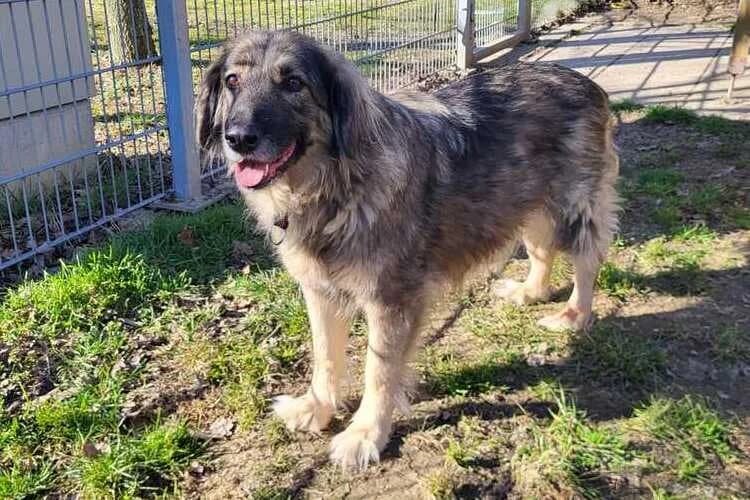 Tessa, female mixed breed for adoption at Tierheim Dechanthof, Dechanthof — photo 4 of 7
