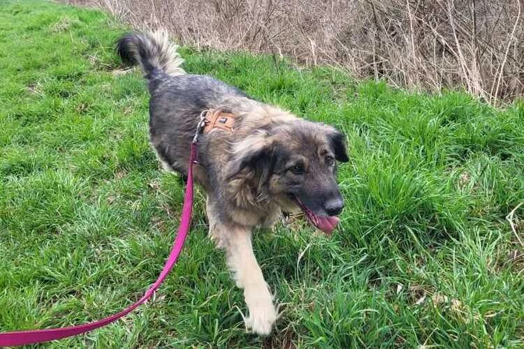 Tessa, female mixed breed for adoption at Tierheim Dechanthof, Dechanthof — photo 5 of 7