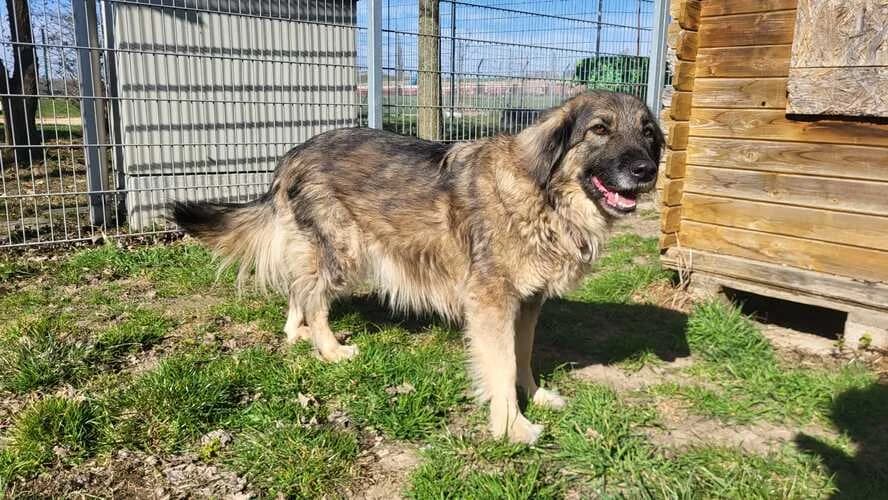 Tessa, female mixed breed for adoption at Tierheim Dechanthof, Dechanthof — photo 6 of 7