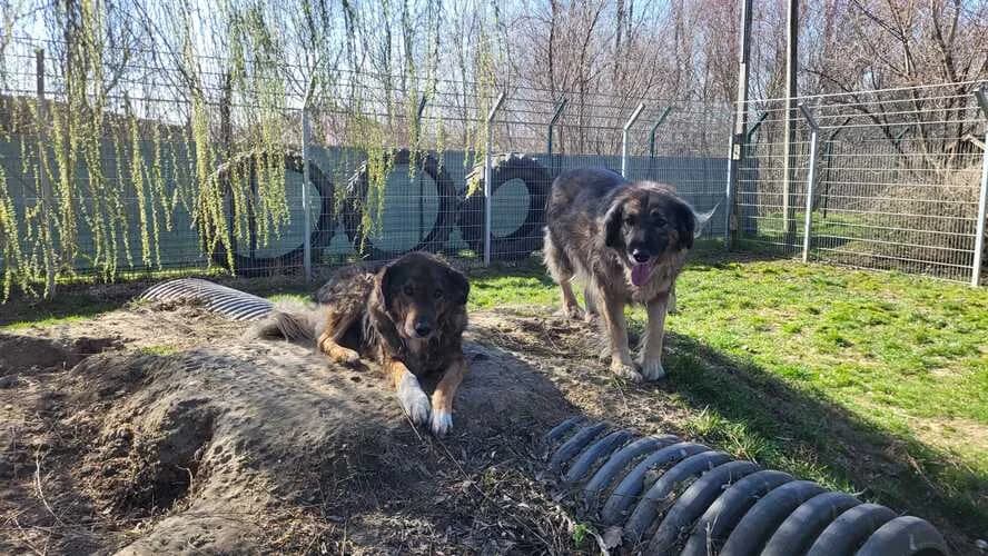 Tessa, female mixed breed for adoption at Tierheim Dechanthof, Dechanthof — photo 7 of 7