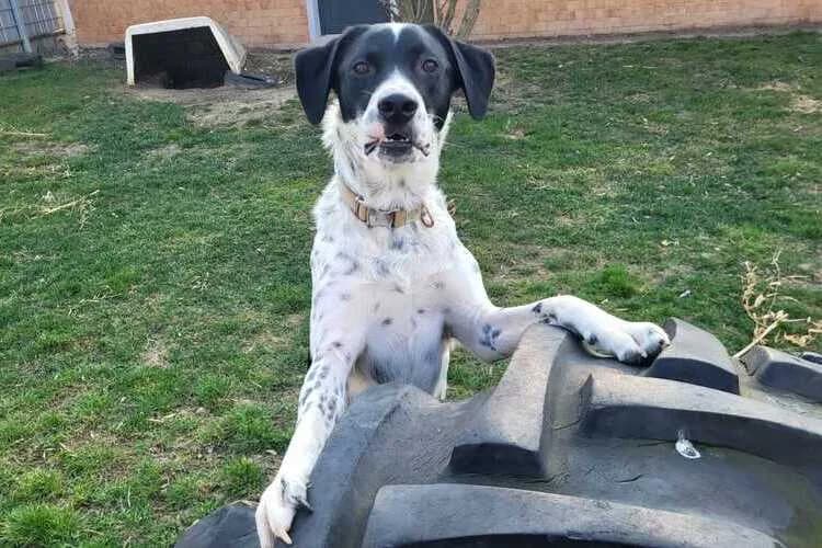 Trello, male Australian Shepherd for adoption at Tierheim Dechanthof, Dechanthof