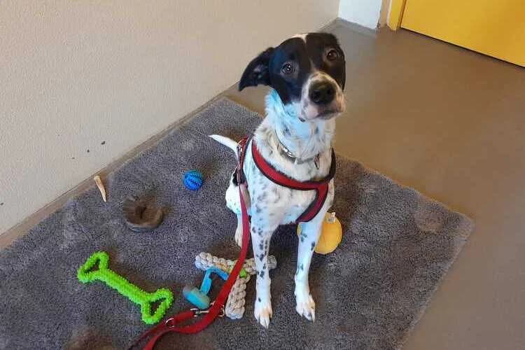 Trello, male Australian Shepherd for adoption at Tierheim Dechanthof, Dechanthof — photo 2 of 5