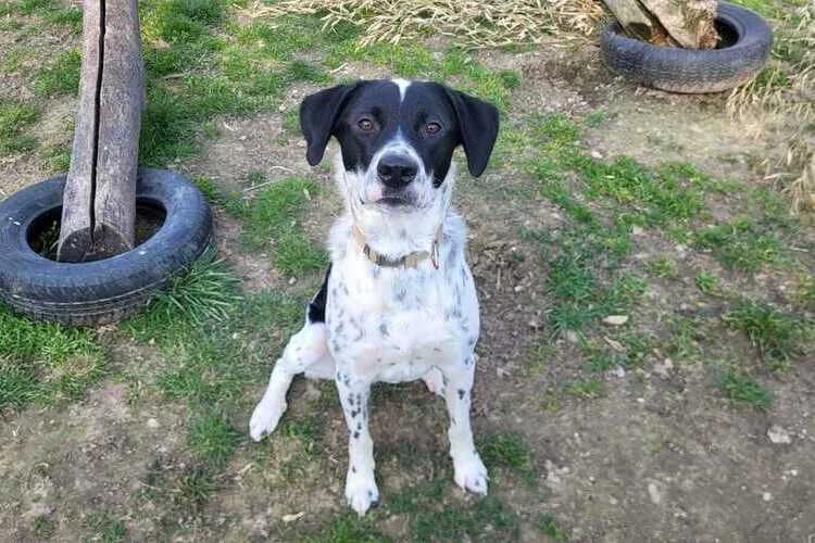 Trello, male Australian Shepherd for adoption at Tierheim Dechanthof, Dechanthof — photo 3 of 5