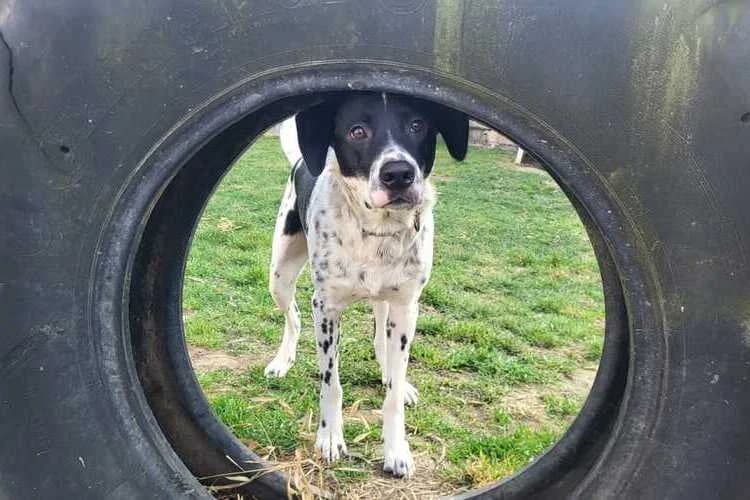 Trello, male Australian Shepherd for adoption at Tierheim Dechanthof, Dechanthof — photo 4 of 5