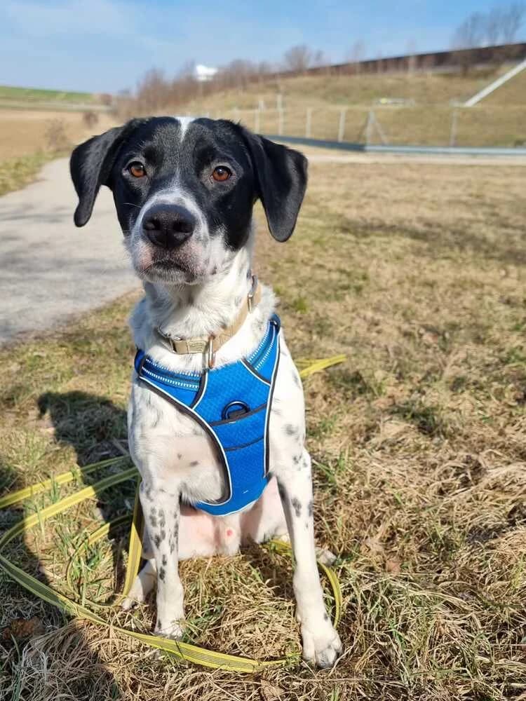 Trello, male Australian Shepherd for adoption at Tierheim Dechanthof, Dechanthof — photo 5 of 5