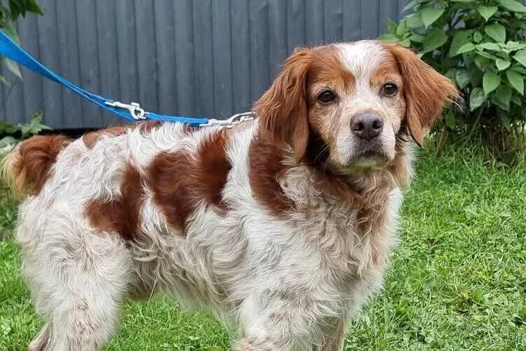 Yoda, male senior Mixed Breed for adoption at Tierheim Dechanthof, Mistelbach