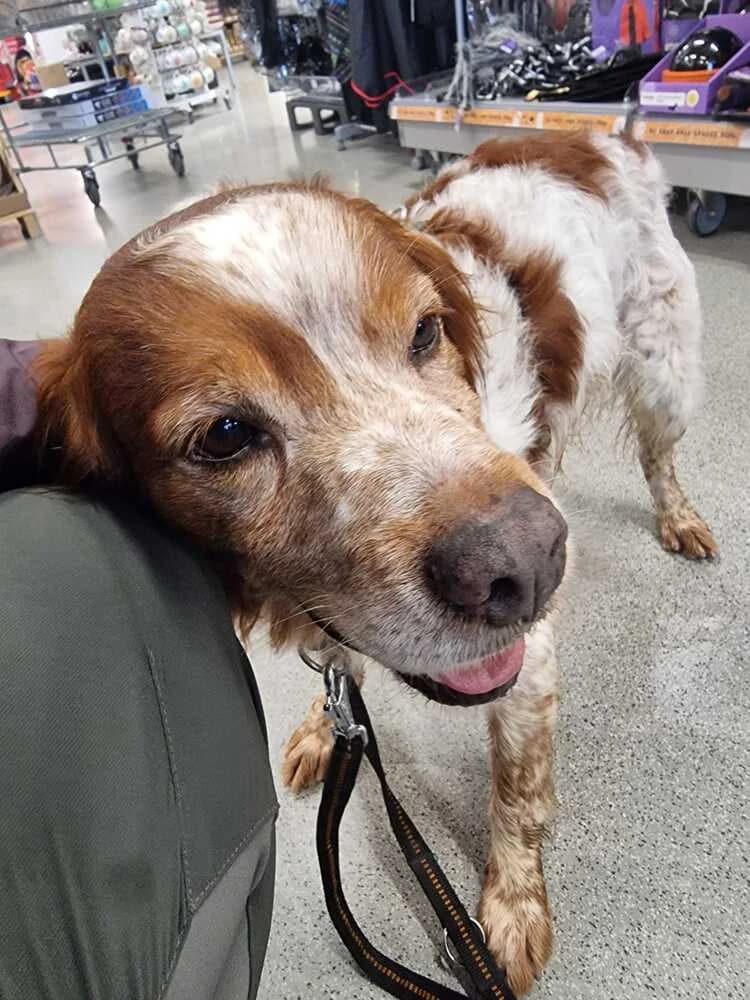 Yoda, male Mixed Breed for adoption at Tierheim Dechanthof, Dechanthof — photo 2 of 7