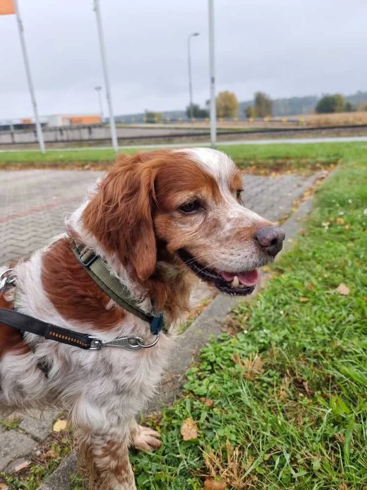 Yoda, male Mixed Breed for adoption at Tierheim Dechanthof, Dechanthof — photo 3 of 7