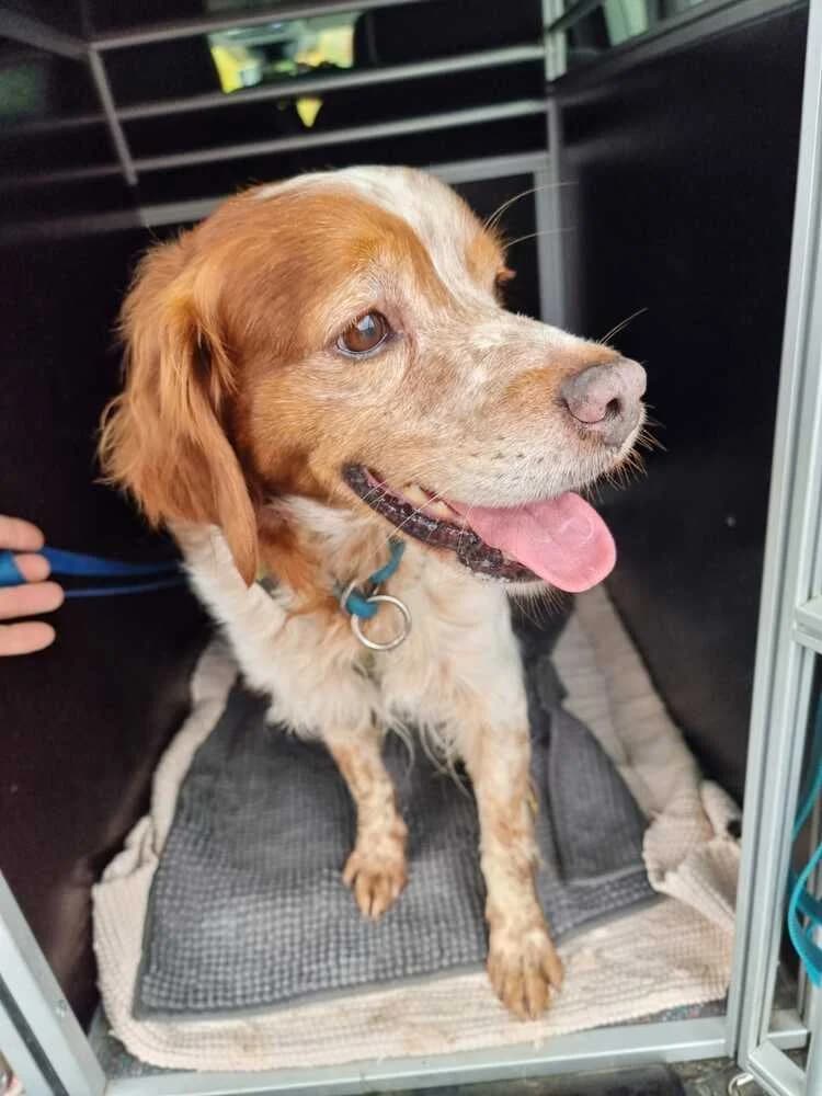 Yoda, male Mixed Breed for adoption at Tierheim Dechanthof, Dechanthof — photo 4 of 7