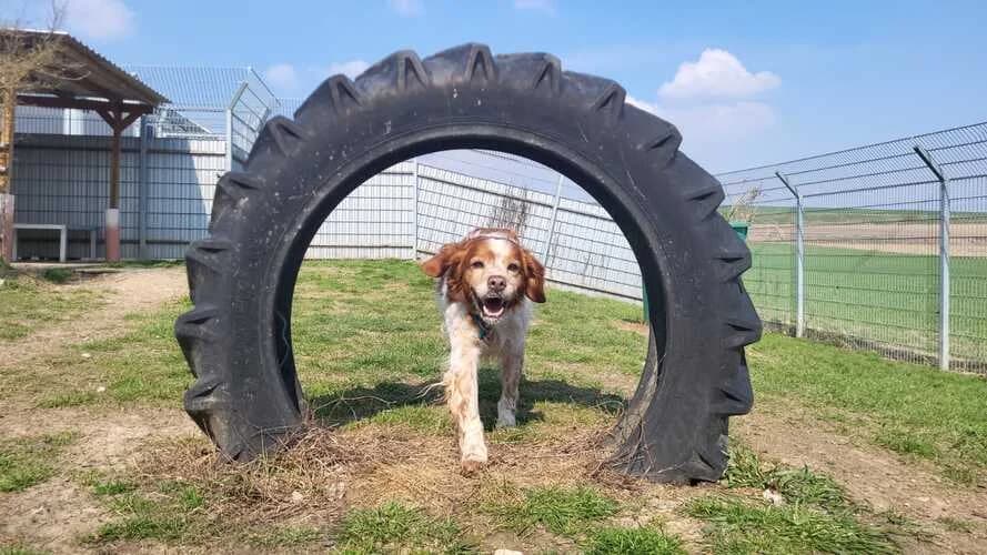 Yoda, male Mixed Breed for adoption at Tierheim Dechanthof, Dechanthof — photo 5 of 7