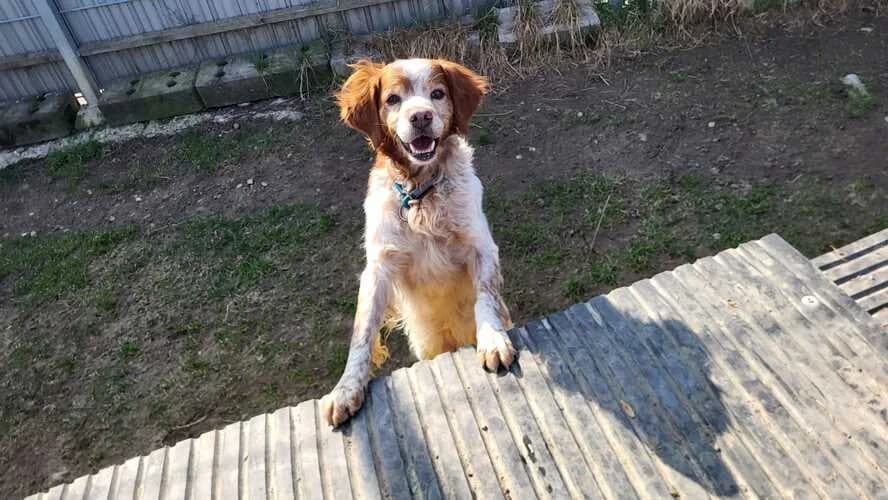 Yoda, male Mixed Breed for adoption at Tierheim Dechanthof, Dechanthof — photo 6 of 7