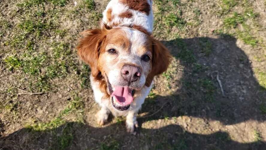 Yoda, male Mixed Breed for adoption at Tierheim Dechanthof, Dechanthof — photo 7 of 7