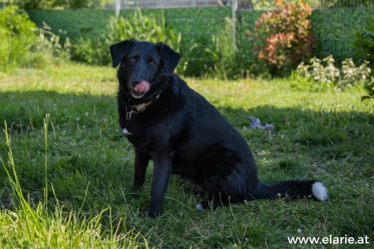 YUKI, female 7yo mixed breed for adoption at Tierheim Dechanthof, Mistelbach
