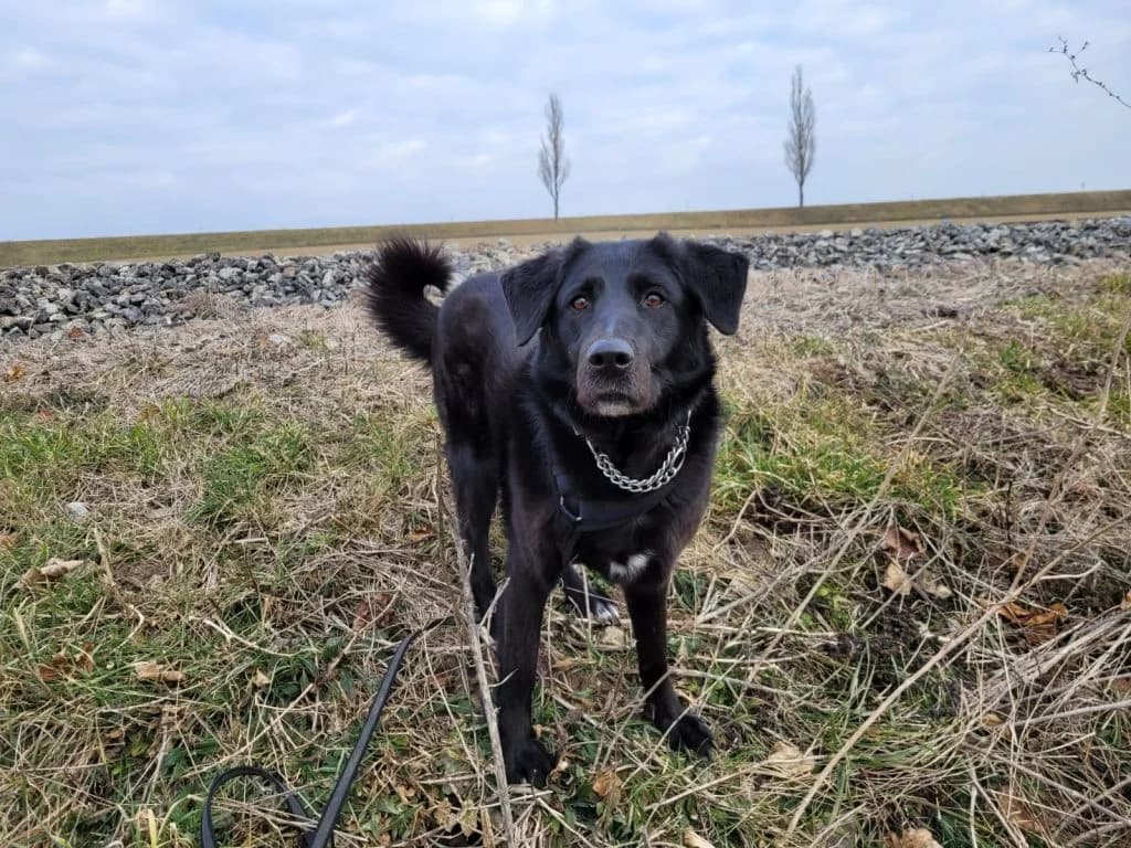 YUKI, female mixed breed for adoption at Tierheim Dechanthof, Dechanthof — photo 2 of 7