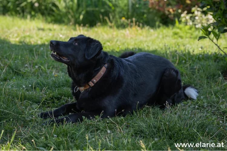 YUKI, female mixed breed for adoption at Tierheim Dechanthof, Dechanthof — photo 3 of 7
