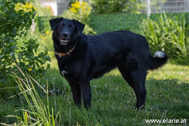 YUKI, female mixed breed for adoption at Tierheim Dechanthof, Dechanthof — photo 4 of 7