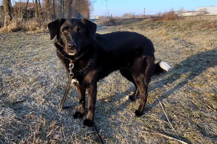 YUKI, female mixed breed for adoption at Tierheim Dechanthof, Dechanthof — photo 5 of 7