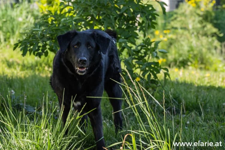 YUKI, female mixed breed for adoption at Tierheim Dechanthof, Dechanthof — photo 6 of 7